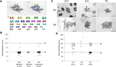 Double cytoplast embryonic cloning improves in vitro but not in vivo development from mitotic pluripotent cells in cattle